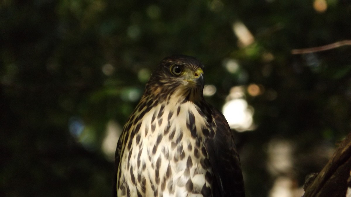 Chilean Hawk - ML174411661