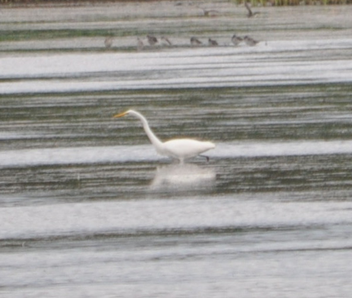 Great Egret - Andrew Wagstaff