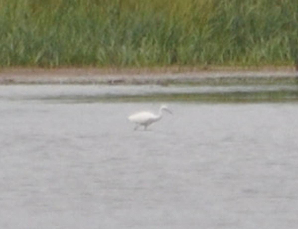 Little Blue Heron - ML174411771