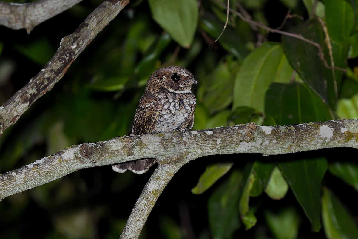 Least Pauraque - Kristof Zyskowski