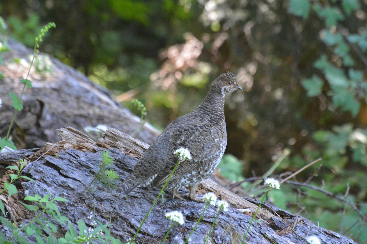Sooty Grouse - ML174412171