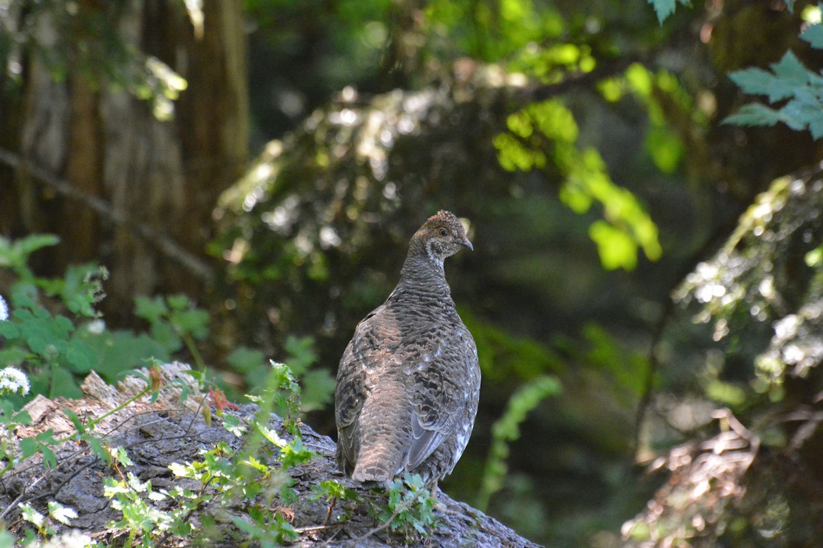 Sooty Grouse - ML174412191