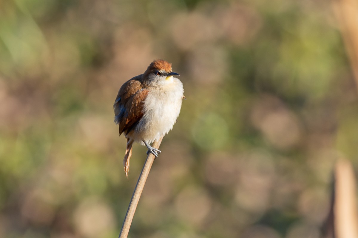 Yellow-chinned Spinetail - ML174412221