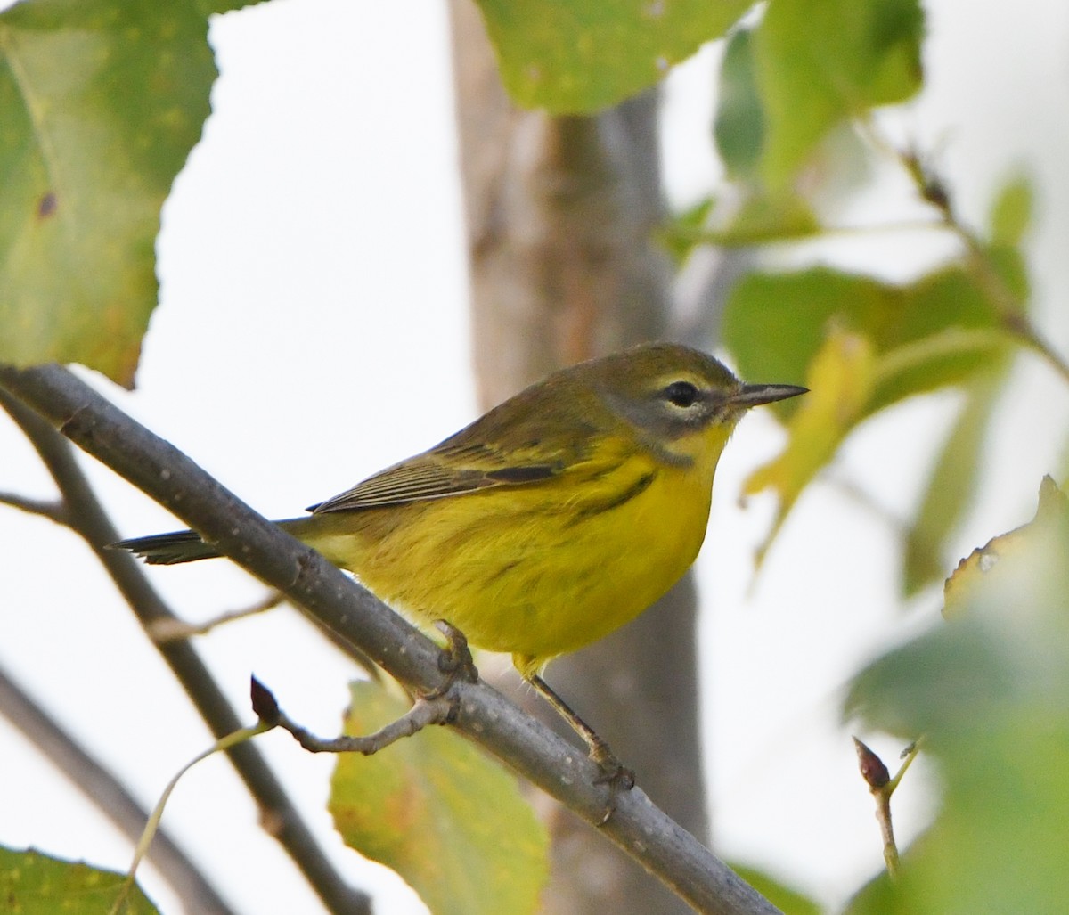 Prairie Warbler - ML174413041