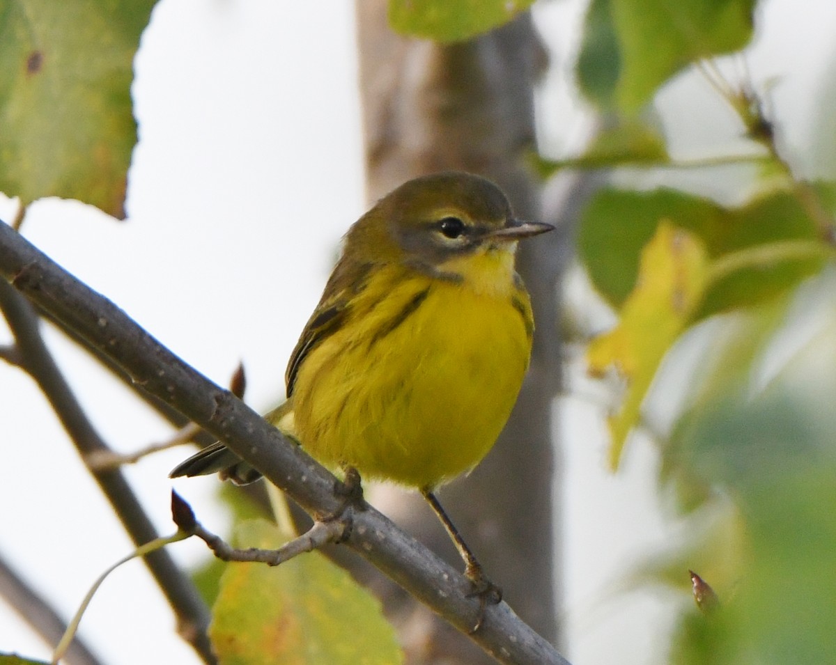 Prairie Warbler - ML174413071