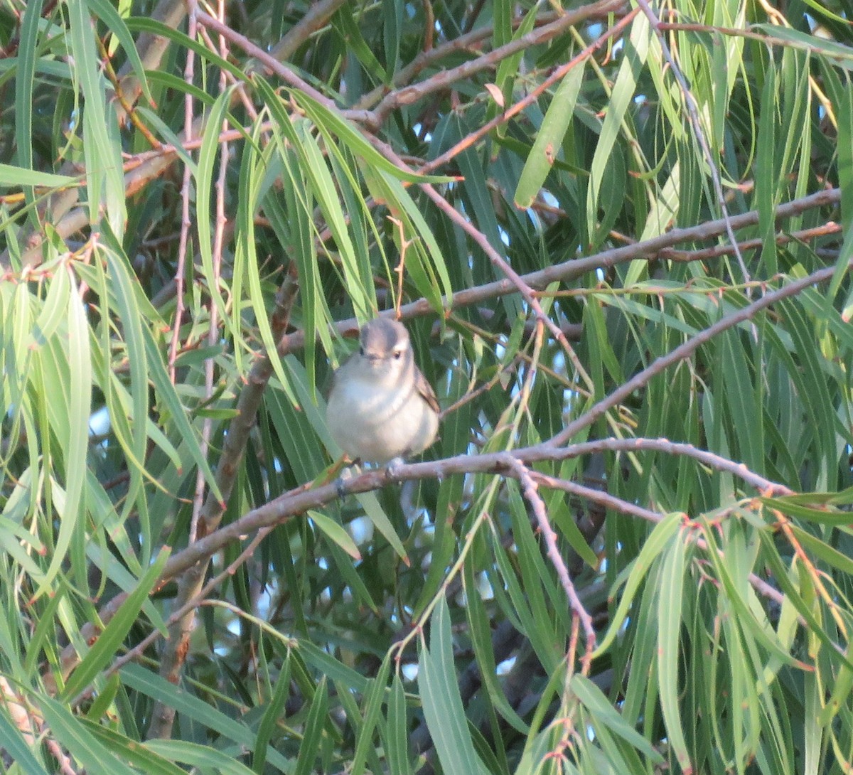 Warbling Vireo - ML174413111