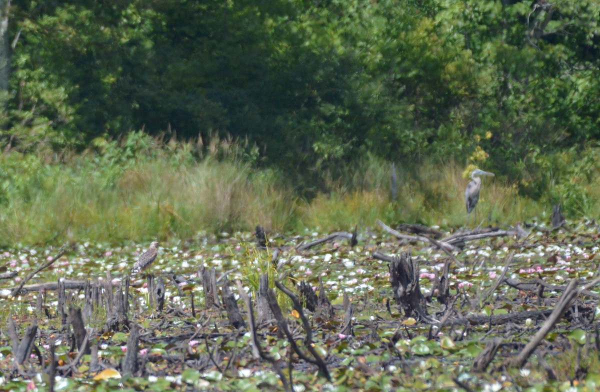 Great Blue Heron - ML174414231