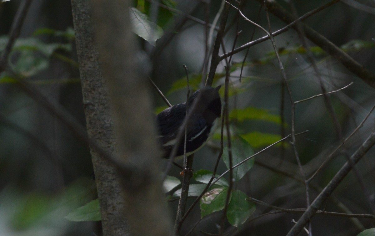 Black-throated Blue Warbler - David Lawton