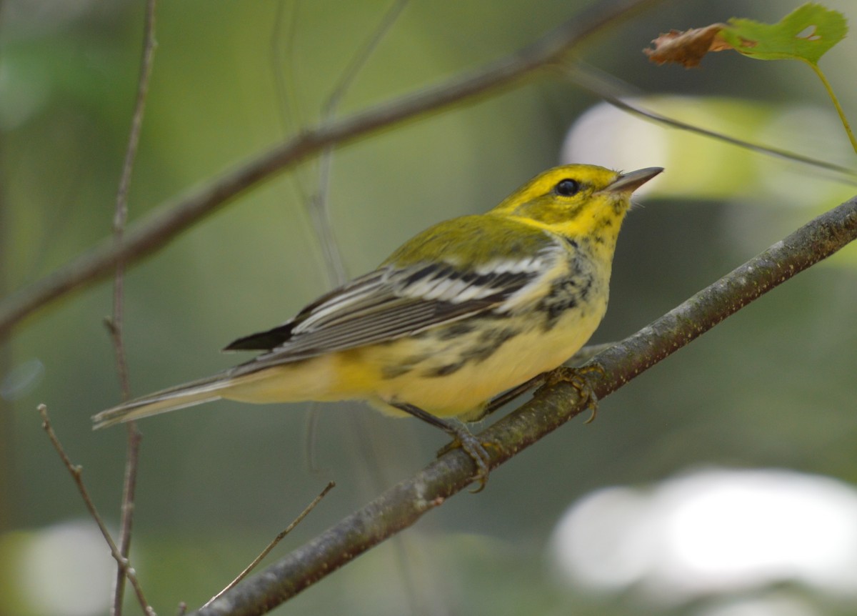 Black-throated Green Warbler - ML174414901