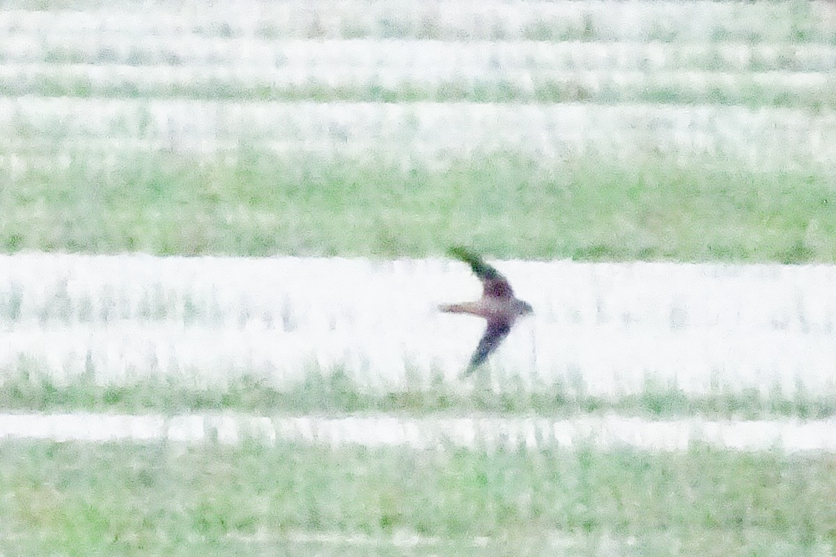 Indian Swiftlet - Renju TR