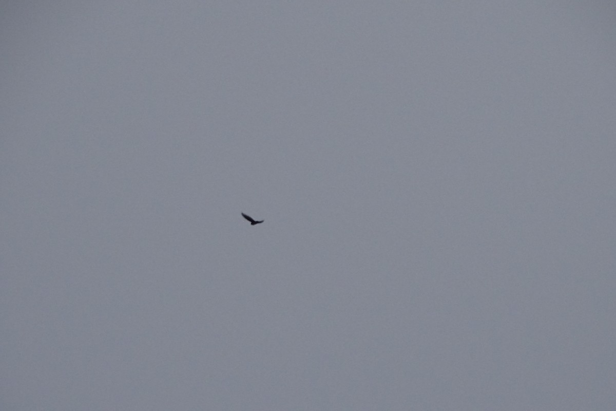 Indian Swiftlet - Renju TR