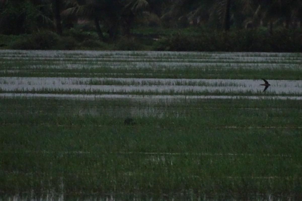 Indian Swiftlet - Renju TR