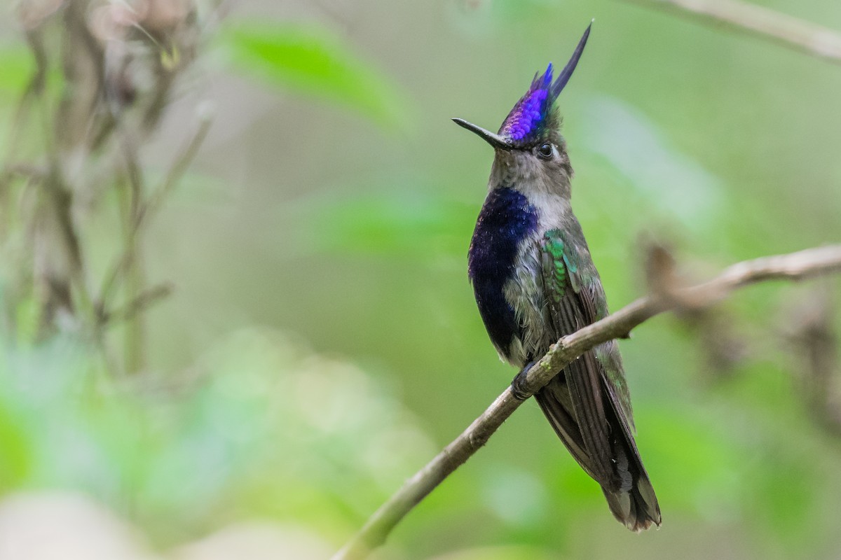 Colibri à huppe bleue - ML174416861