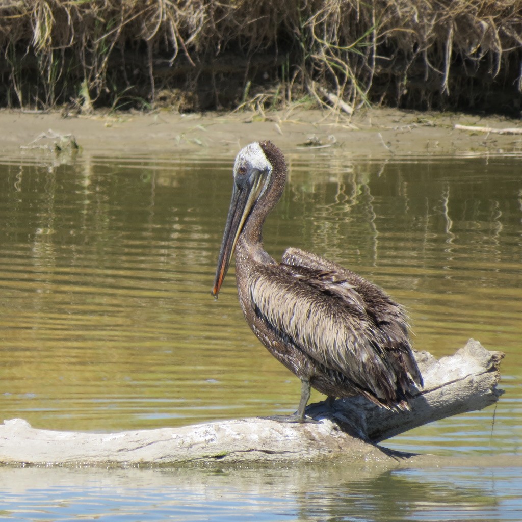 pelikán hnědý - ML174416901