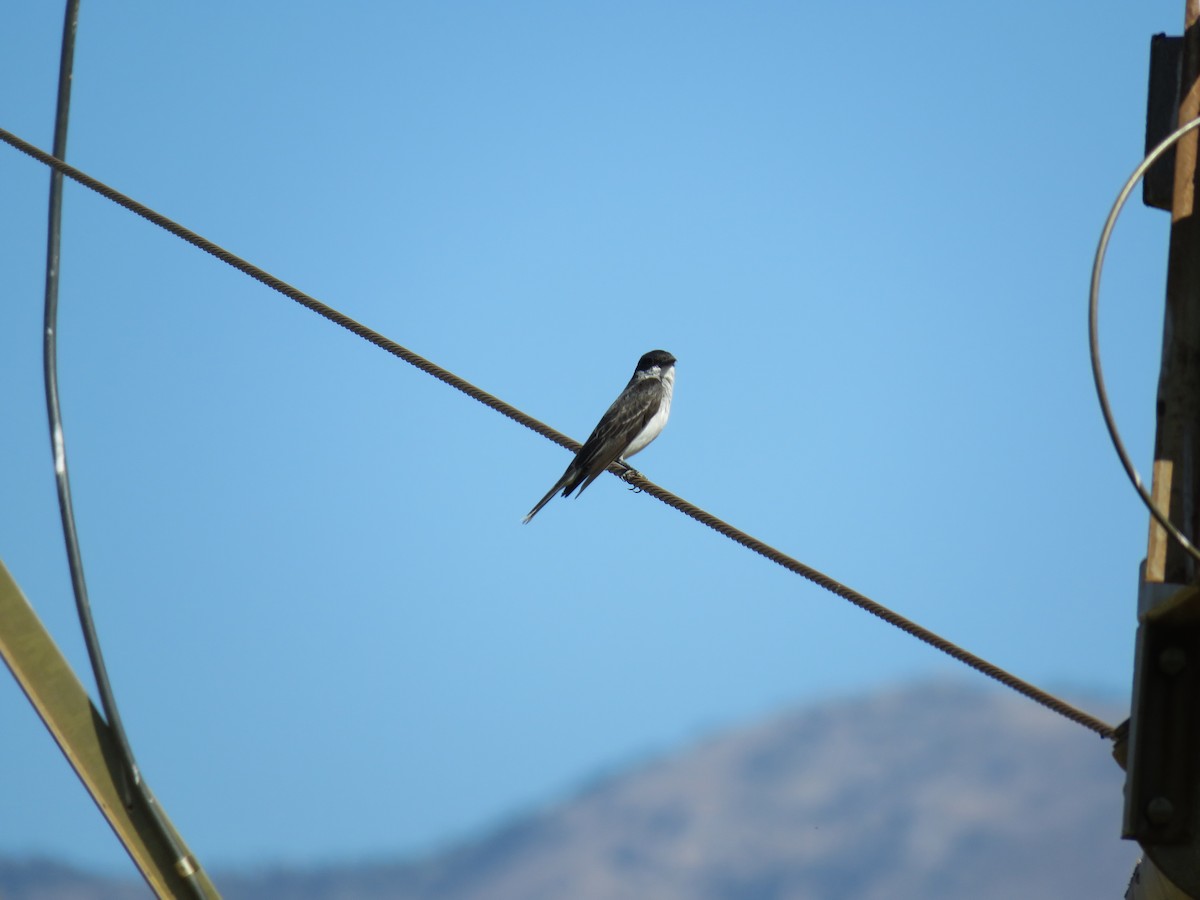 Eastern Kingbird - ML174416951