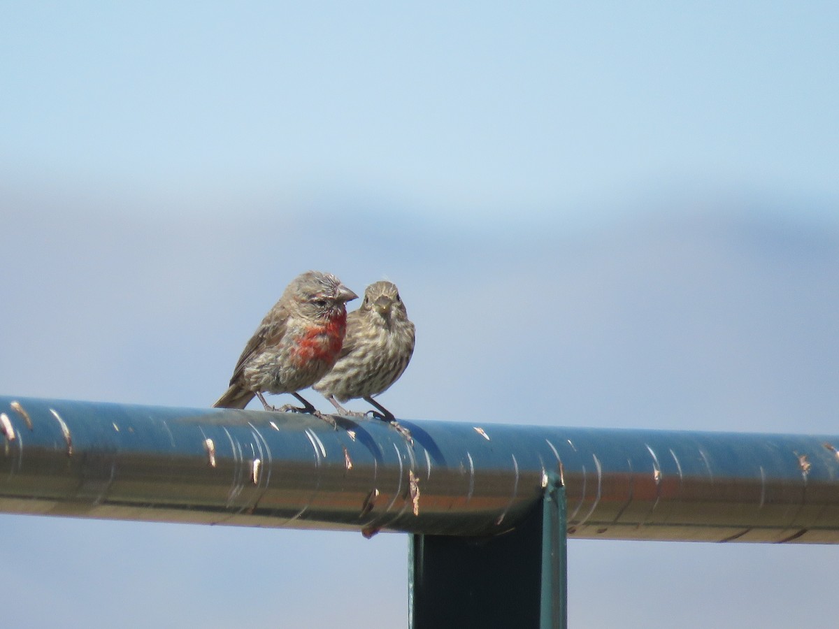 House Finch - ML174417121