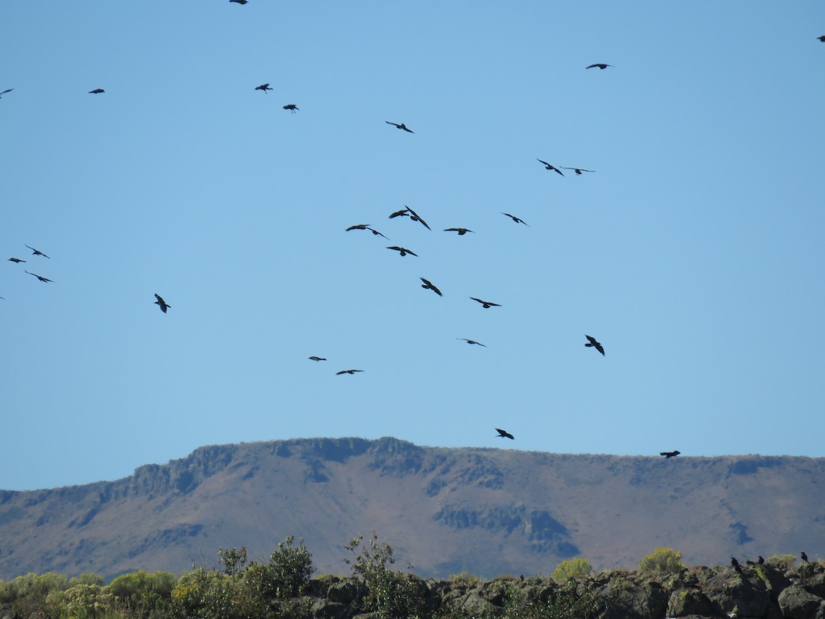 Common Raven - ML174417181