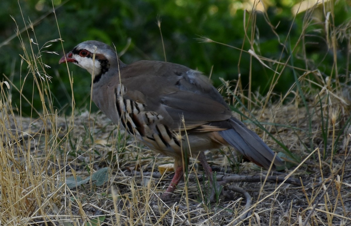 Chukar - David Wheeler