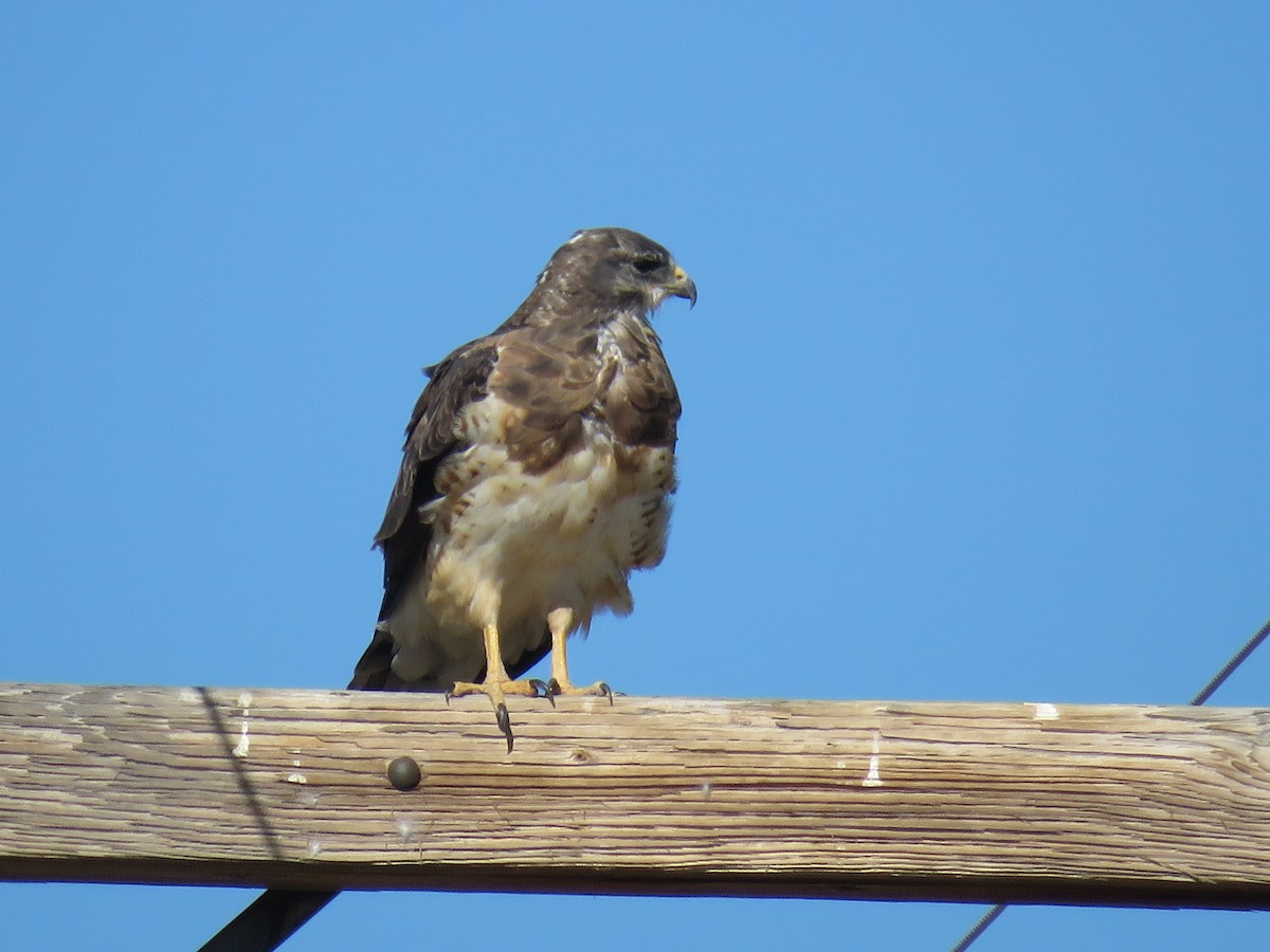 Swainson's Hawk - ML174417831