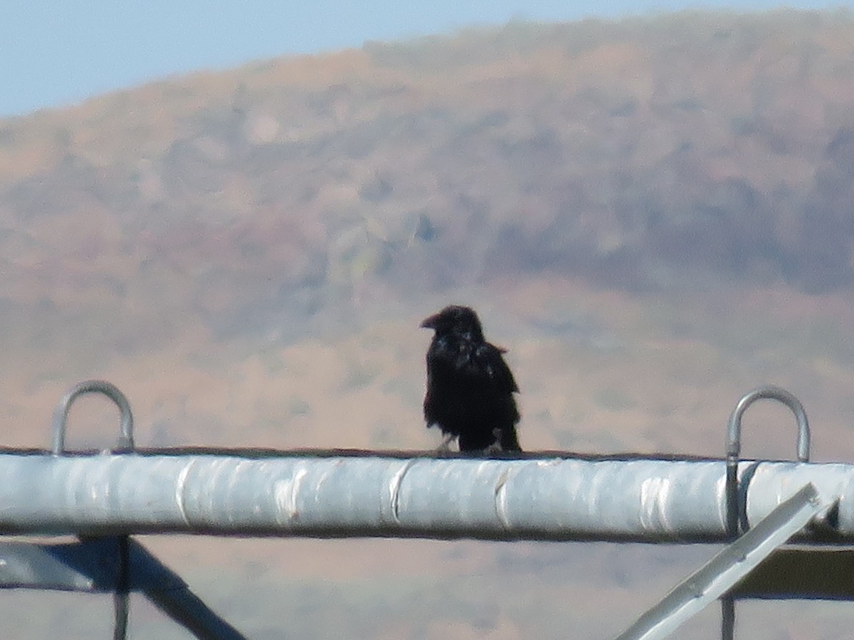 Common Raven - ML174418171