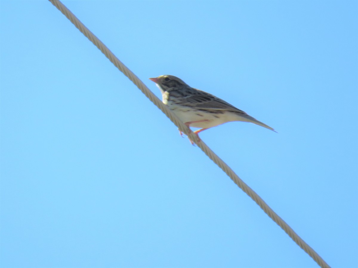 Savannah Sparrow - ML174418231