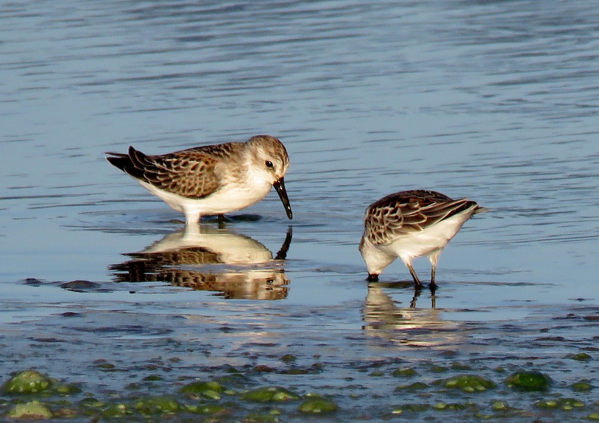 Western Sandpiper - Ricardo Barrios