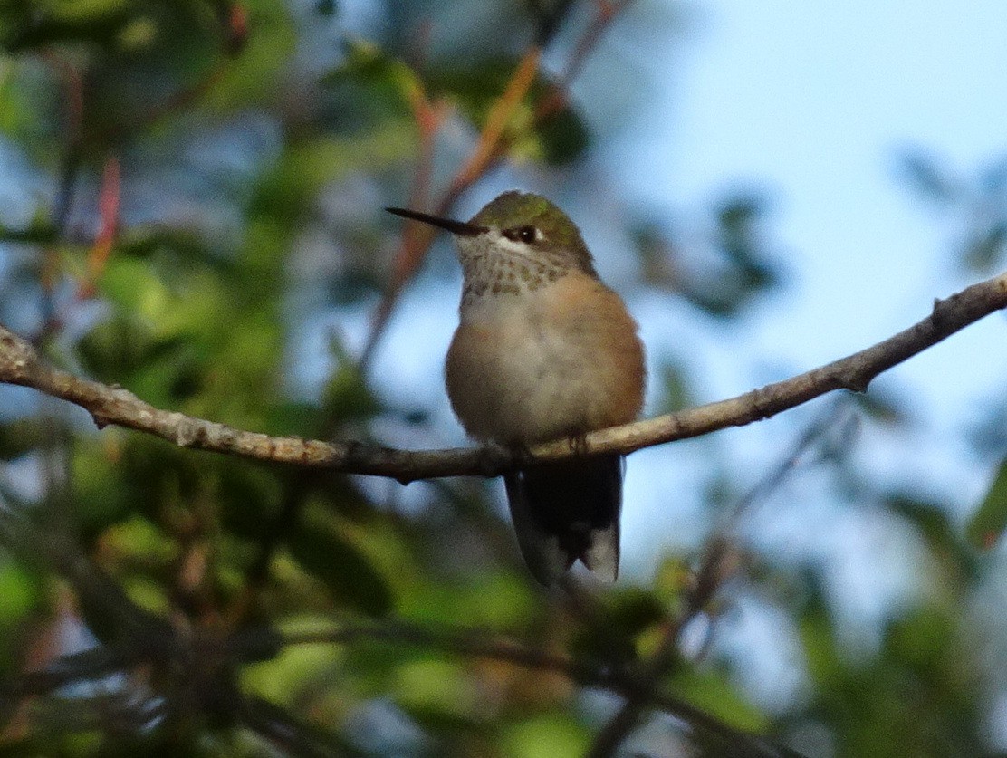 Calliope Hummingbird - ML174419621