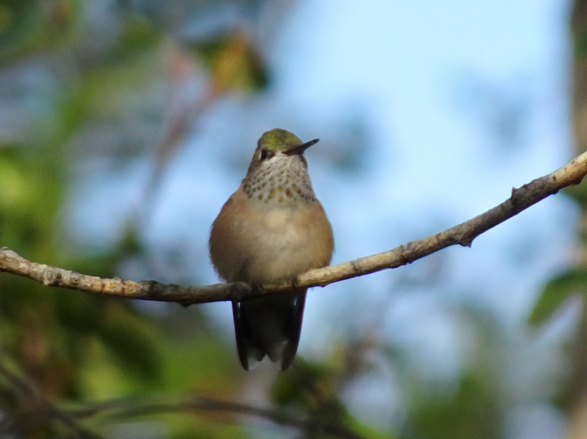 Calliope Hummingbird - ML174419641
