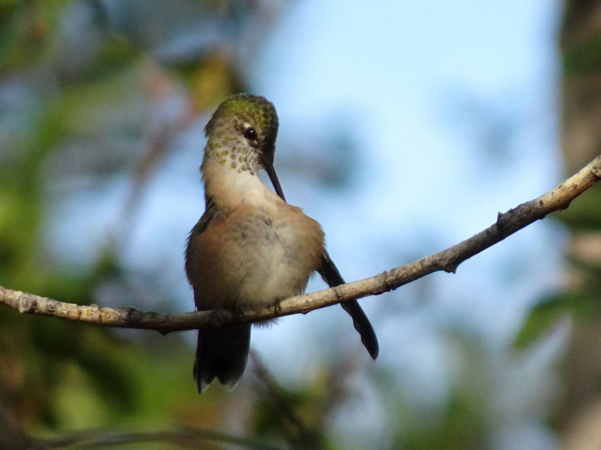 Calliope Hummingbird - ML174419741