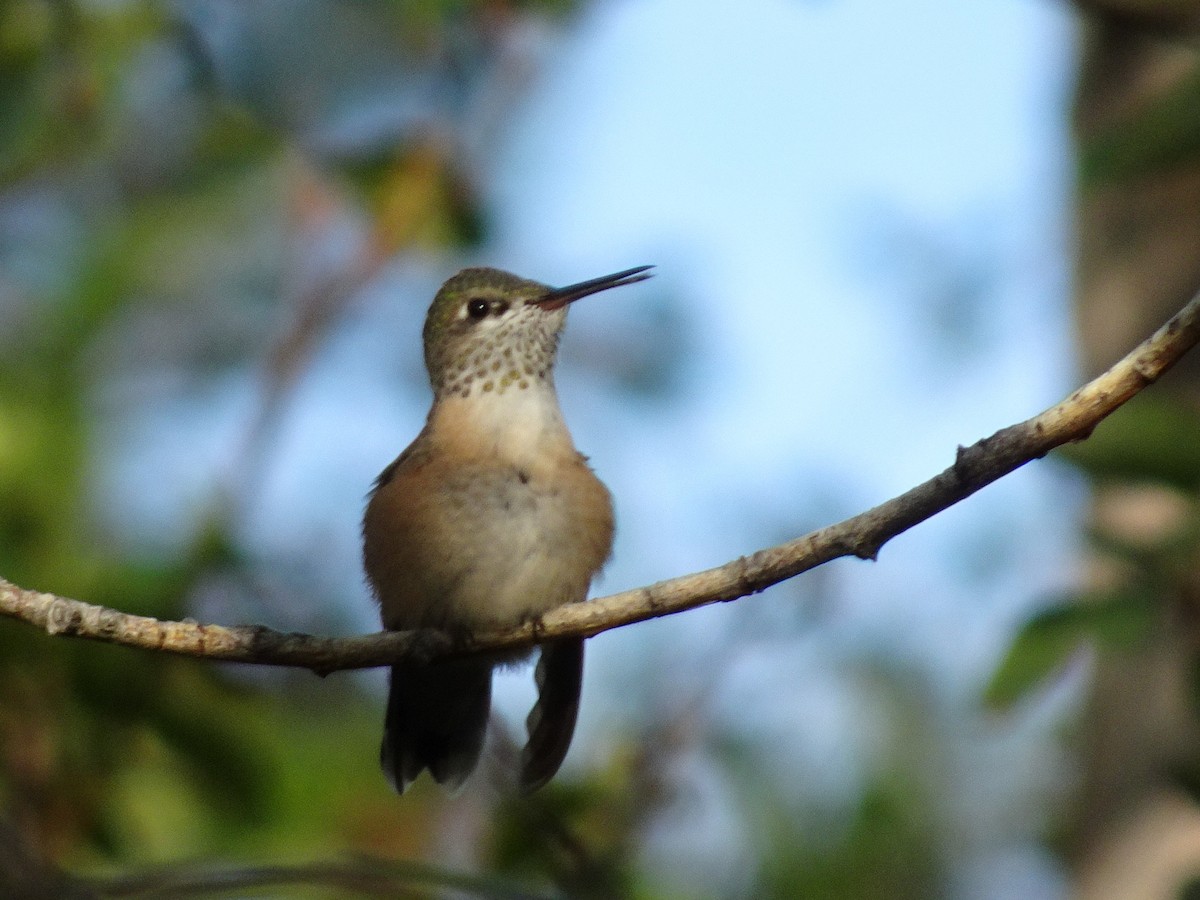 Calliope Hummingbird - ML174419761