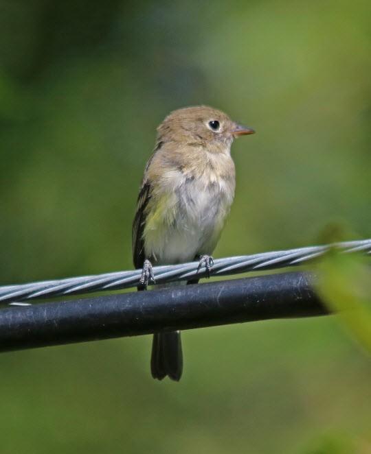 Least Flycatcher - ML174420421