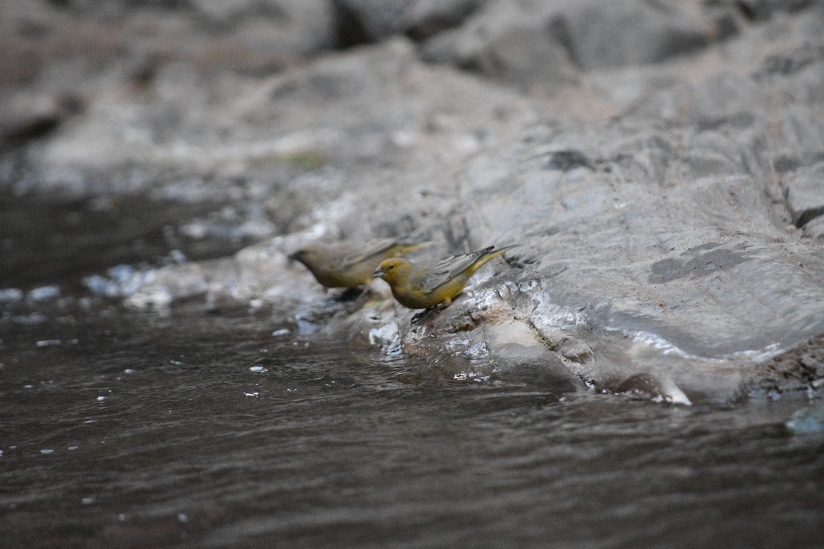 Greenish Yellow-Finch - Carla Pavez Díaz