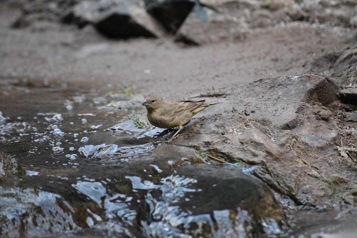 Greenish Yellow-Finch - Carla Pavez Díaz