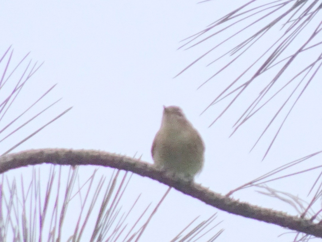 Warbling Vireo - ML174423051