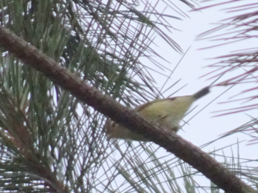 Warbling Vireo - Thomas Koffel