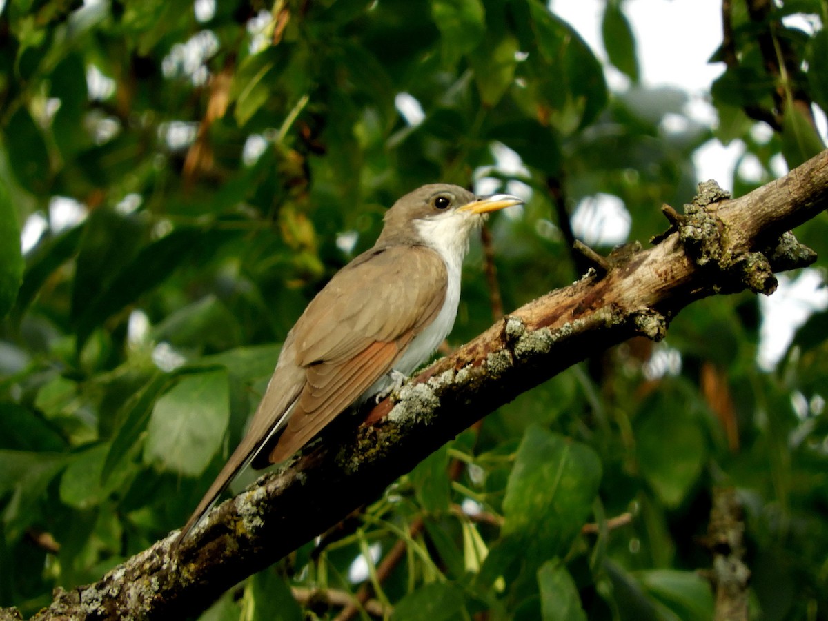 Yellow-billed Cuckoo - ML174423341