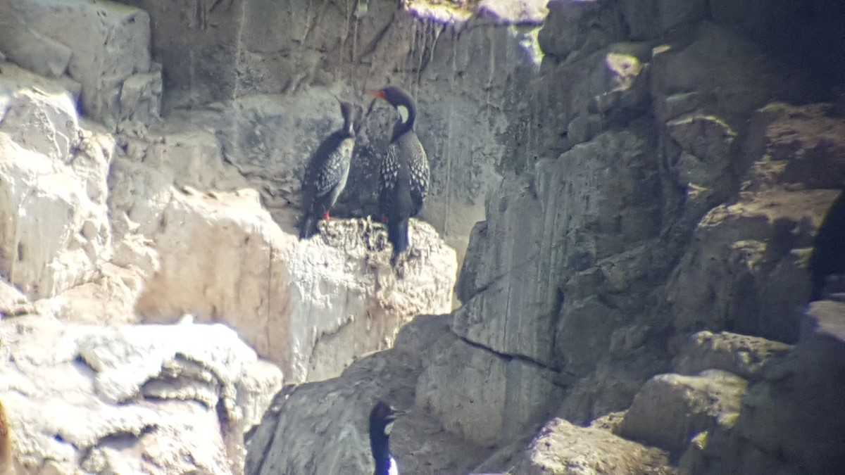 Red-legged Cormorant - ML174424961