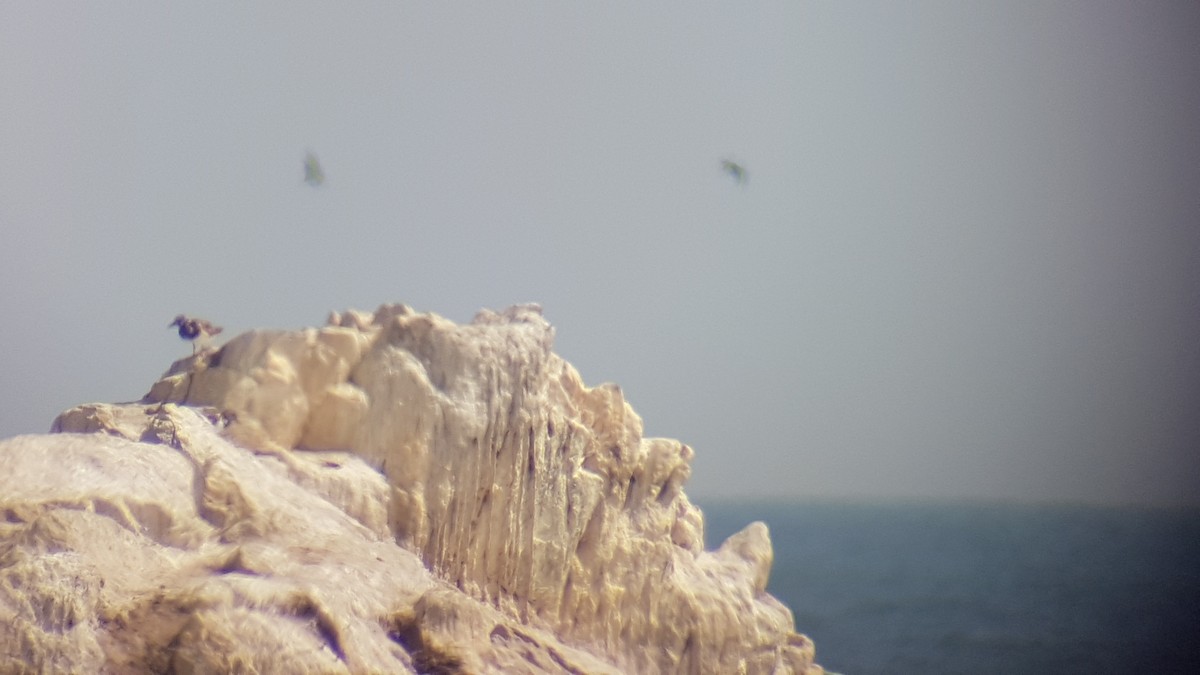 Ruddy Turnstone - ML174424991