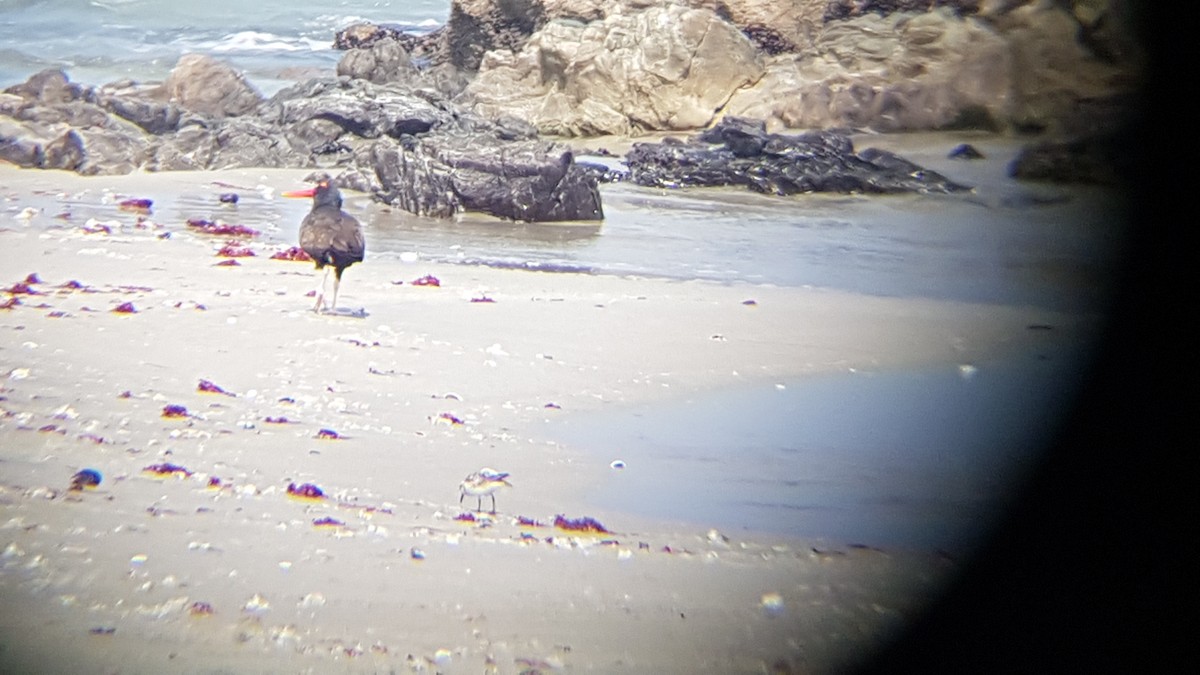 Blackish Oystercatcher - ML174425091