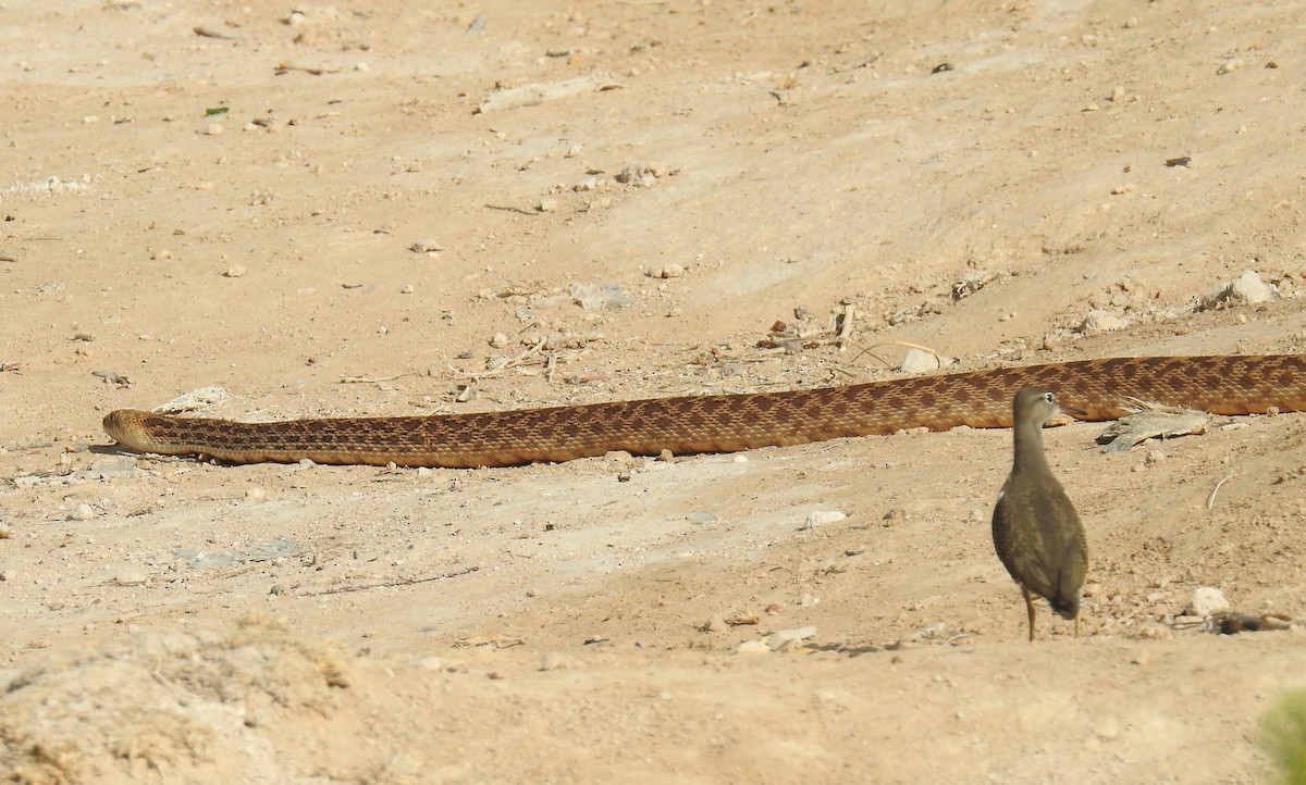 ביצנית נקודה - ML174425101