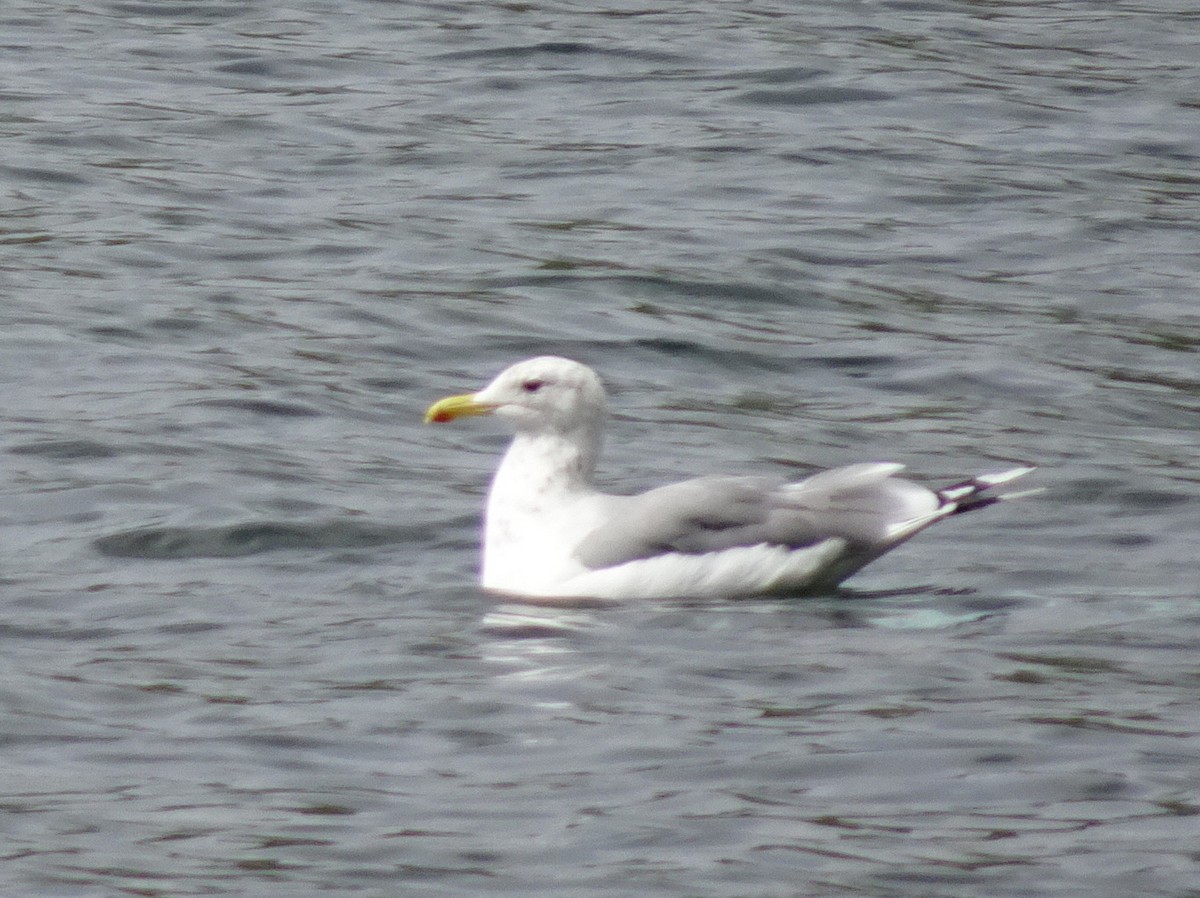 California Gull - Thomas Koffel