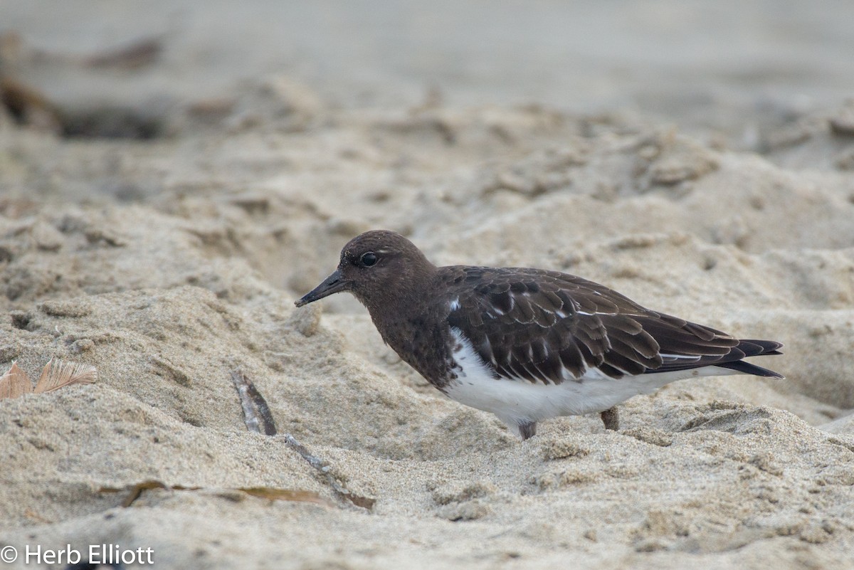 Black Turnstone - Herb Elliott