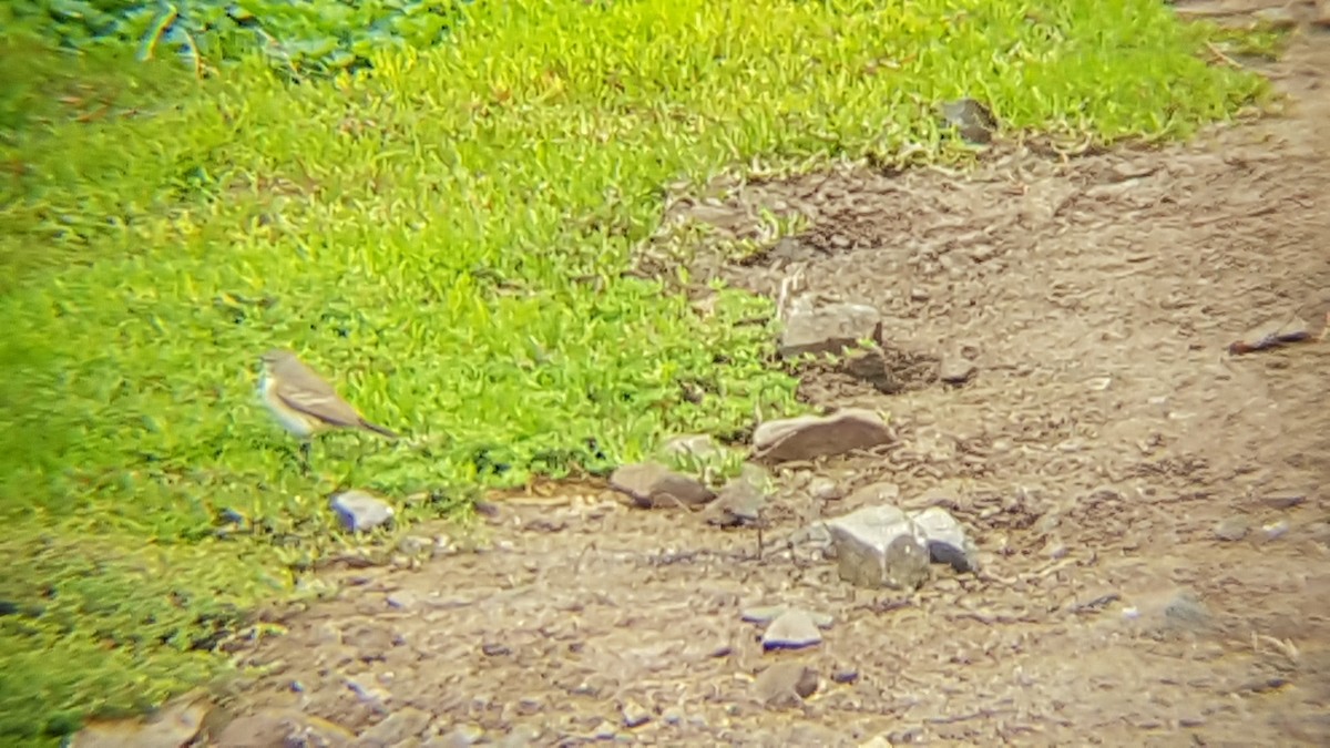 Spot-billed Ground-Tyrant - Nelson Contardo