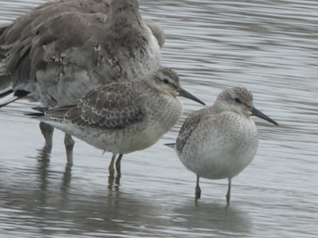 Red Knot - ML174431131