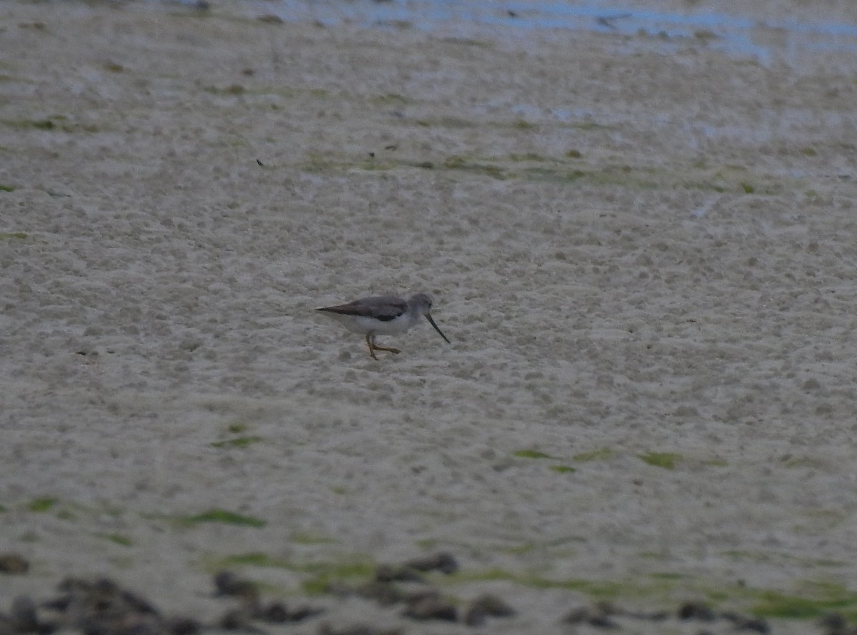 Terek Sandpiper - Pam Rasmussen