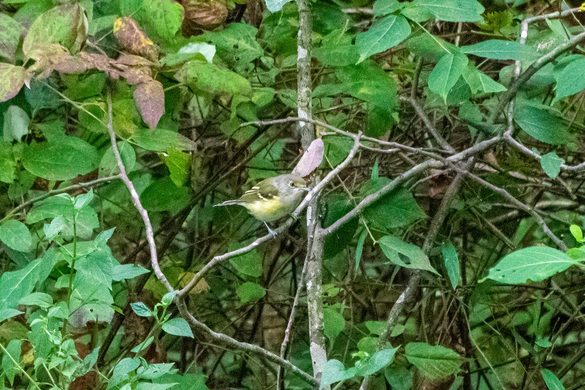 White-eyed Vireo - ML174435881