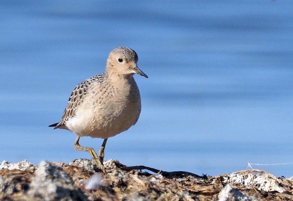 Buff-breasted Sandpiper - Andrew Spencer