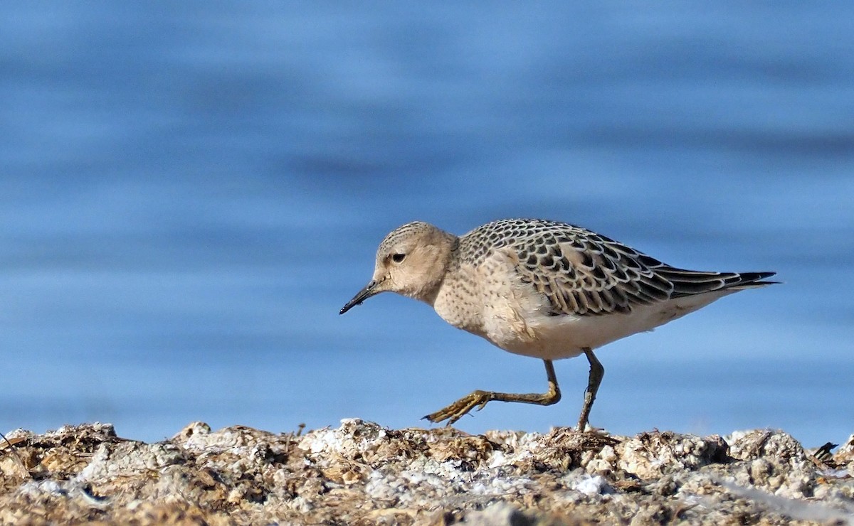 Buff-breasted Sandpiper - ML174436631