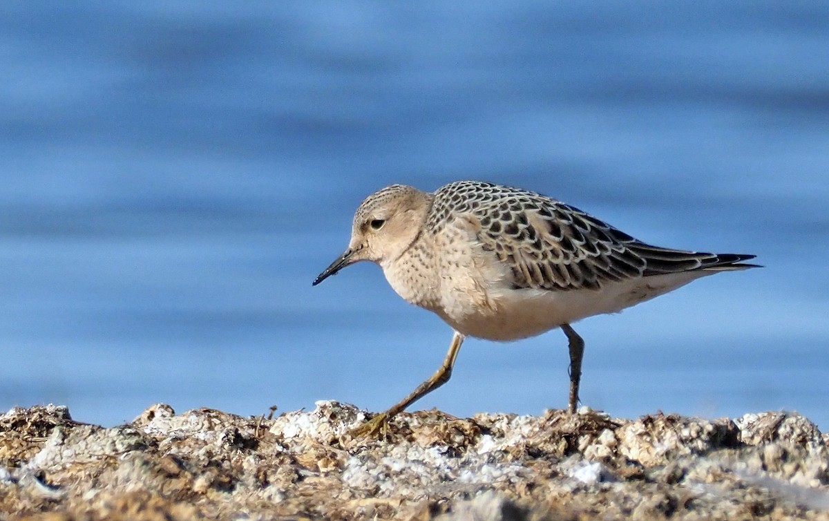 Buff-breasted Sandpiper - ML174436641