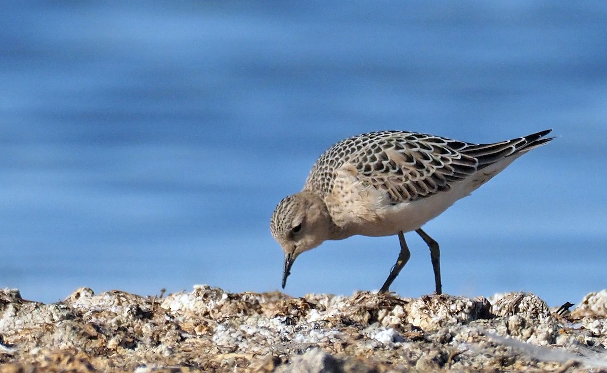 Buff-breasted Sandpiper - ML174436651